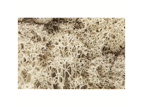 A Lichen -- Natural Color